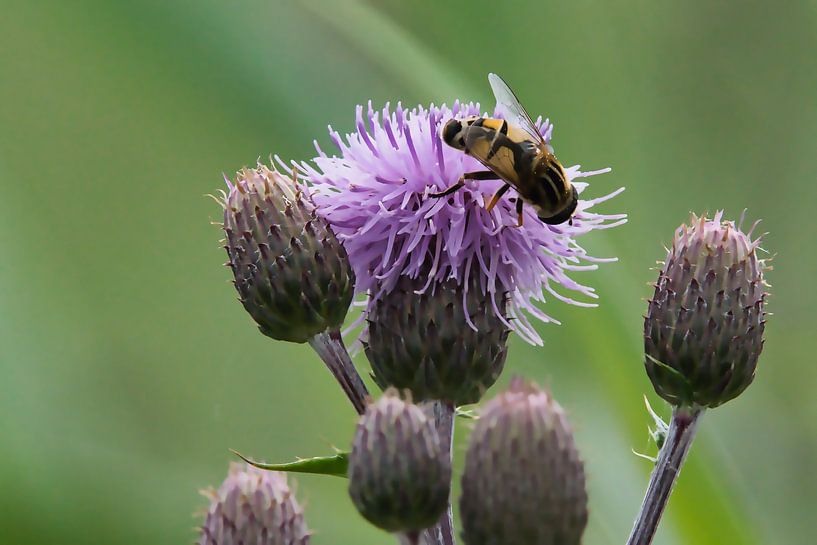Lemon peg fly on a road thistle by Jan Klijn