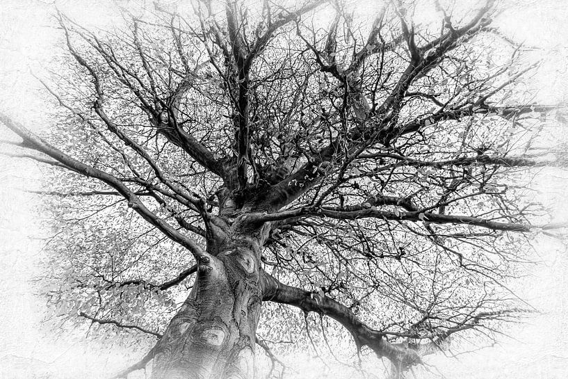 Magnolia tree black and white without leaves in winter by Dieter Walther