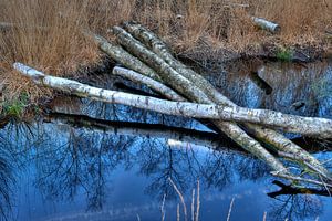 Berkenbomen in natuurgebied bij Winterswijk van Tonko Oosterink