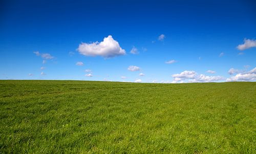 Groen gras