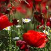 Bloemen en planten | Klaprozen Griekenland 2 van Servan Ott