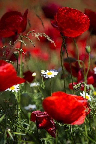 Flowers and plants | Poppy flowers Greece 2 by Servan Ott