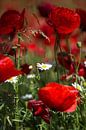 Flowers and plants | Poppy flowers Greece 2 by Servan Ott thumbnail