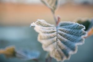 Morgengold