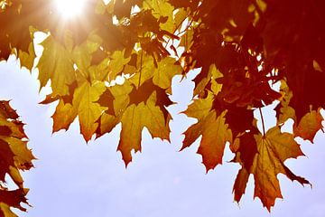 Autumn leaves against the light