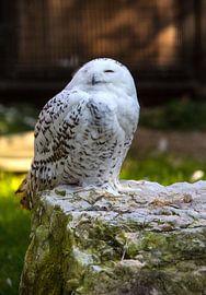 Snowy owl at Grünau Wildlife Park by Rudolf Brandstätter