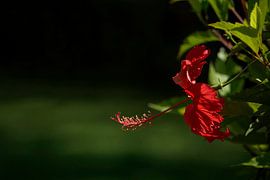 A close-up photo of a red Hibiscus. by Michar Peppenster