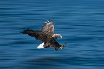 Bald eagle in flight by Leon Brouwer