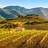 Weinberge im Agly-Tal, Ostpyrenäen von Hilke Maunder