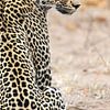 Leopard, Panthera pardus von Caroline Piek