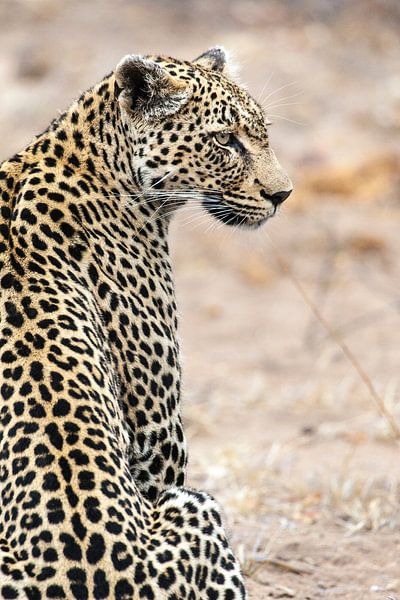 Leopard, Panthera pardus von Caroline Piek
