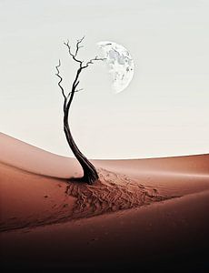 Baum