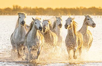 Actie bij de Camargue paarden uit de zee/meer (kleur)