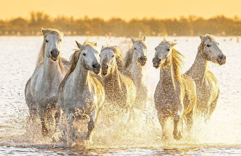 Action at the Camargue horses from the sea/lake (colour) by Kris Hermans