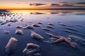 Zeester bij zonsondergang - Natuurlijk Ameland van Anja Brouwer Fotografie
