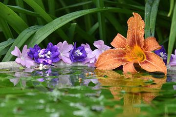 Bloemen in een plas water in de tuin van Claude Laprise