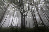 Mysterious landscape with trees in the fog, misty forest