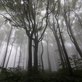 Gestalten Sie mit Bäumen im Nebel, Wald in den Balkan von Ger Beekes