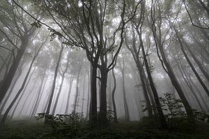 Gestalten Sie mit Bäumen im Nebel, Wald in den Balkan