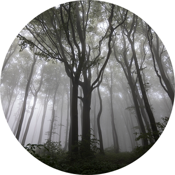 Geheimzinnig landschap met bomen in de mist van Ger Beekes