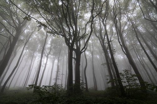 Paysage avec des arbres dans le brouillard, forêt
