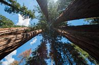 Sequoia Nationaal Park van Nicolas Ros thumbnail