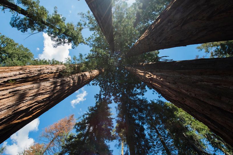 Sequoia National Park by Nicolas Ros