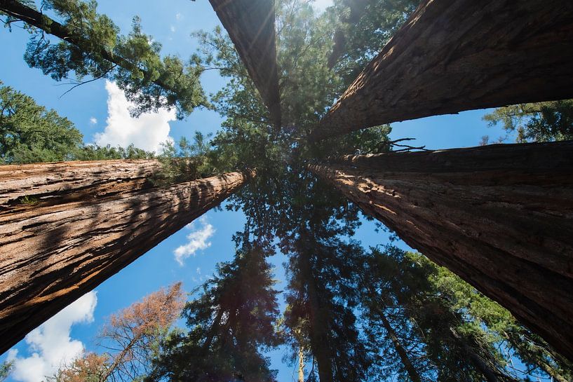 Sequoia National Park von Nicolas Ros