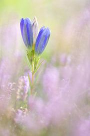 Gentiane bourgeonnante dans une bruyère fleurie sur Onno Wildschut