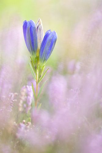 Knospender Glockenenzian in blühendem Heidekraut