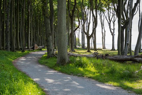 Wald und Wiesen