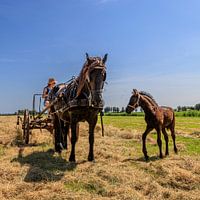Hay shaking in a nostalgic way.