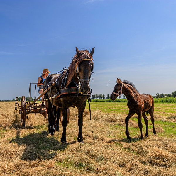 Le foin tremble de façon nostalgique. par Jakob Huizen van