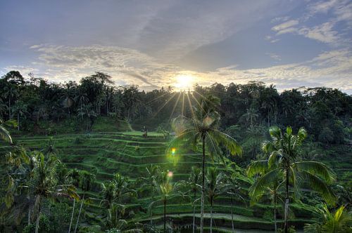 Zonsopgang over de rijstterrassen van Bali