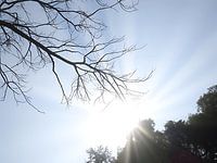 Wachstum von Zonnestraal