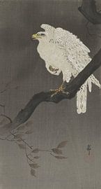 Aigle des neiges sur une branche d'arbre, Ohara Koson