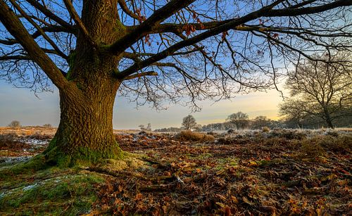 Boom in Winterse Duinen