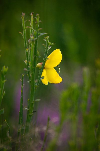 le pouvoir jaune par Lisa Jansen