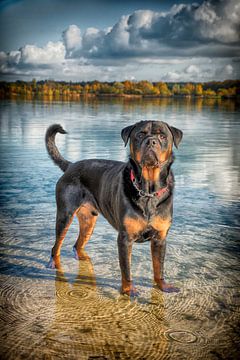 Dog in the water by Egon Zitter