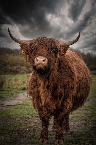 Scottish Highlander: Dark clouds over wet cow