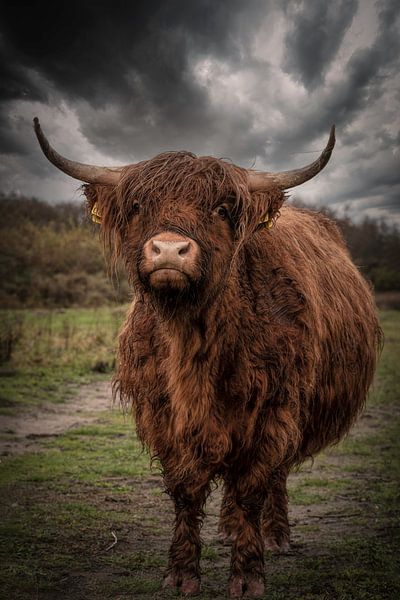 Highlander écossais : Des nuages sombres sur une vache humide sur Marjolein van Middelkoop