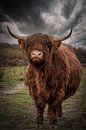 Schottischer Highlander: Dunkle Wolken über nasser Kuh von Marjolein van Middelkoop Miniaturansicht
