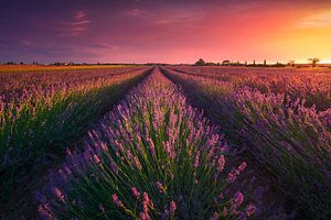 Coucher de soleil sur les champs de lavande en Toscane