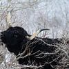Highlander écossais dans la neige sur Sjoerd van der Hucht