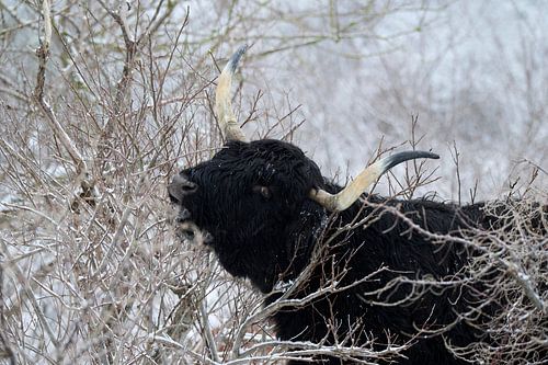 Schotse Highlander in de sneeuw van Sjoerd van der Hucht