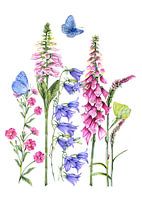 Wild flowers nature