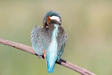 IJsvogel van Ronald Wilfred Jansen