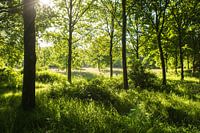bos in Drenthe