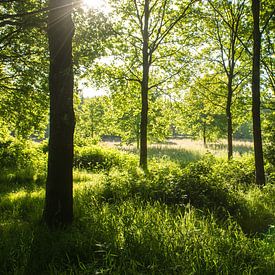 bos in Drenthe von Karen Klein