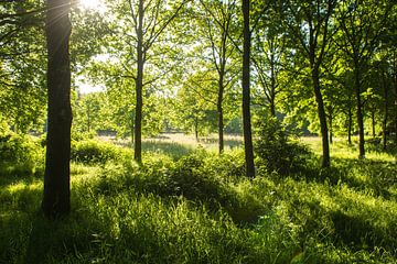 bos in Drenthe van Karen Klein